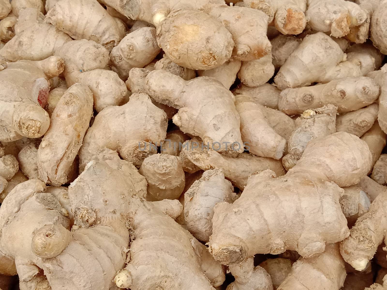 healthy and spicy Ginger stock on shop