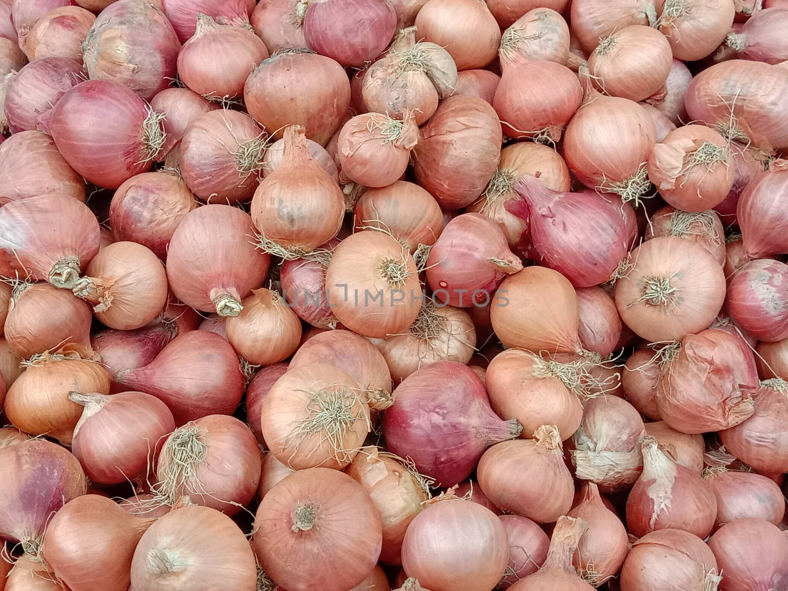 healthy and spicy onion stock on shop