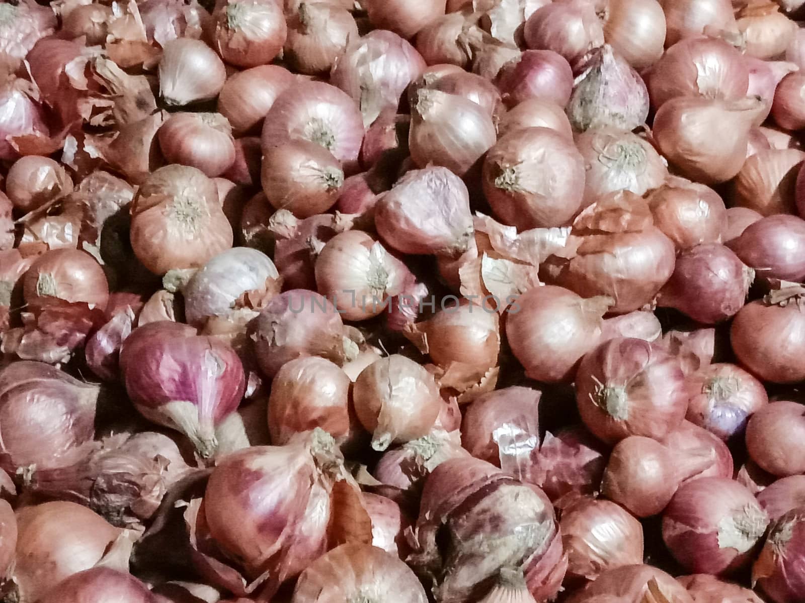 healthy and spicy onion stock on shop