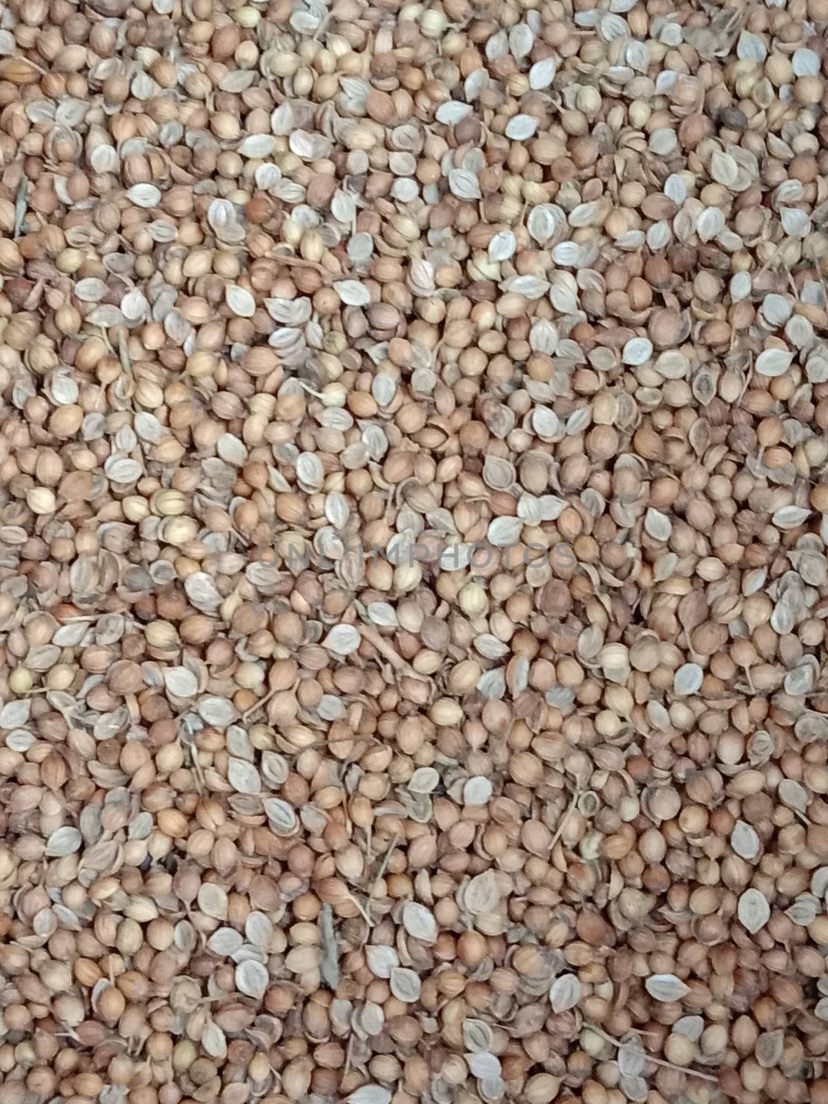 spicy and hot Coriander Powder on shop