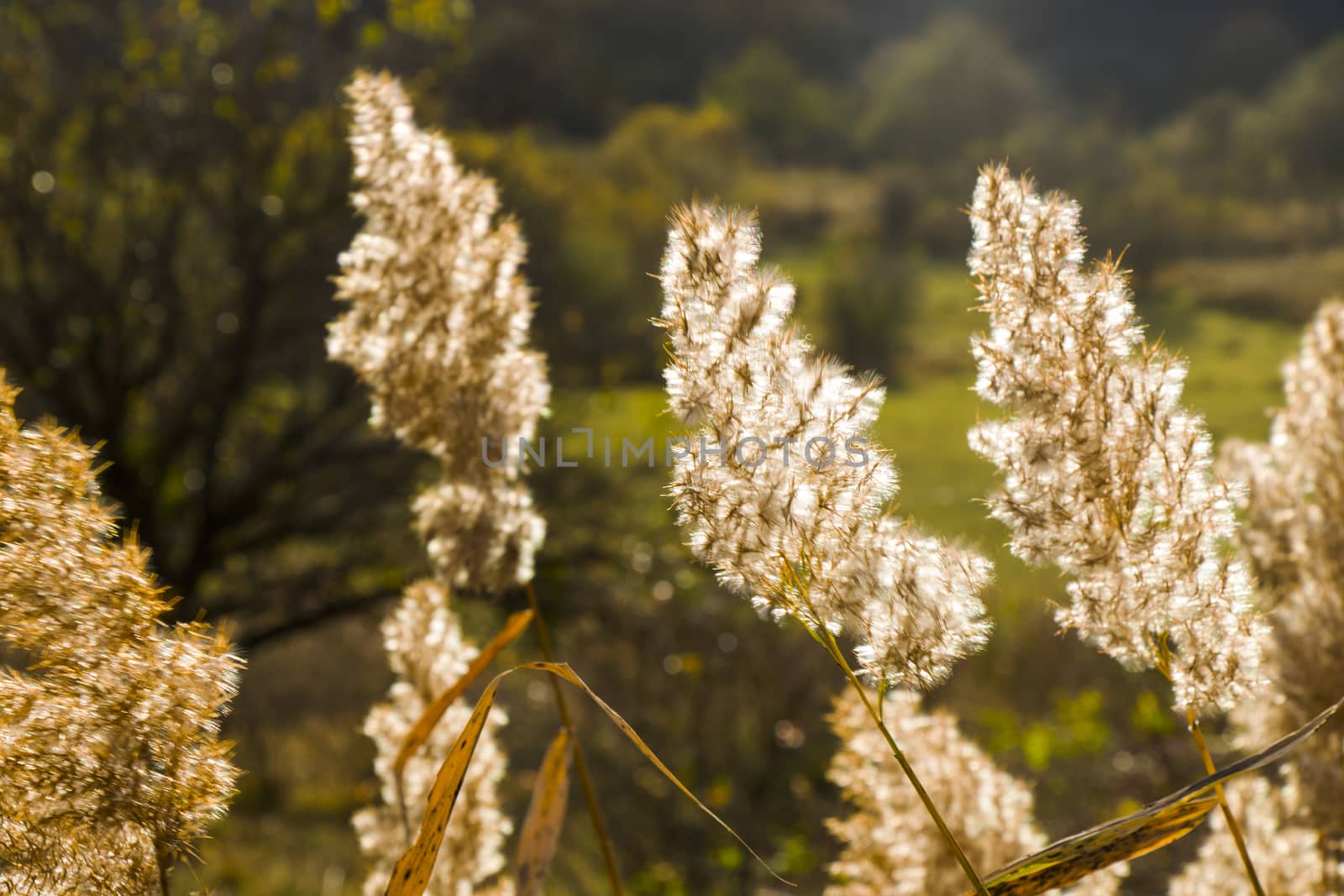 Autumn plant and leaves background, sunlight and bright, colorful wild plant