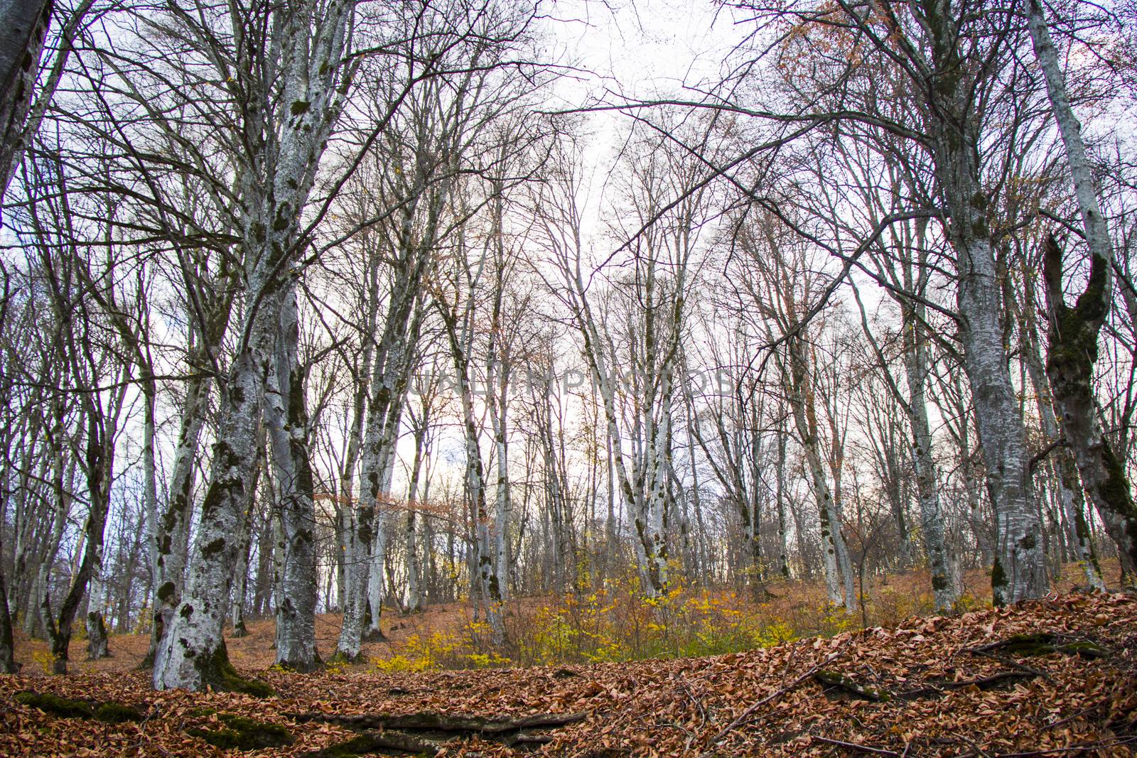 Autumn and fall forest landscape, autumn leaves and trees background in Kakheti, Georgia