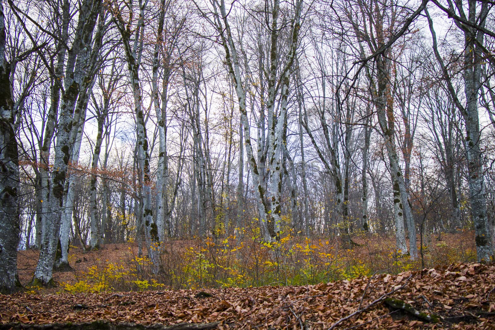 Autumn and fall forest landscape, autumn leaves and trees background in Kakheti, Georgia