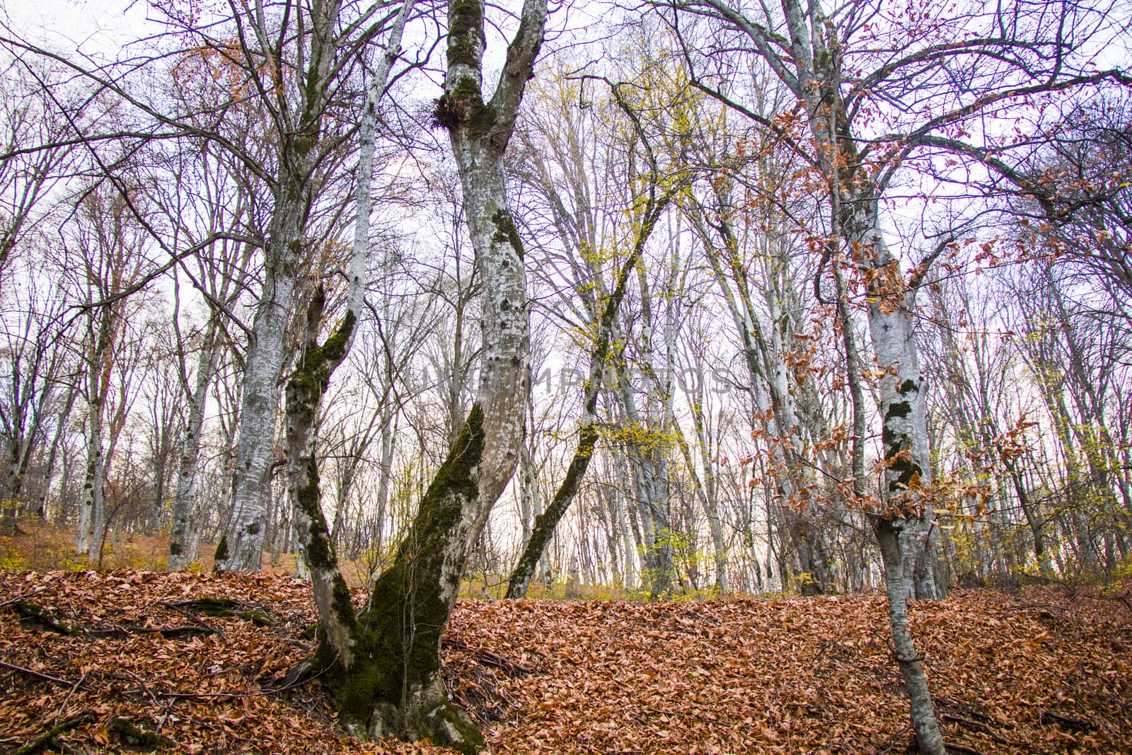 Autumn and fall forest landscape, autumn leaves and trees background in Kakheti, Georgia