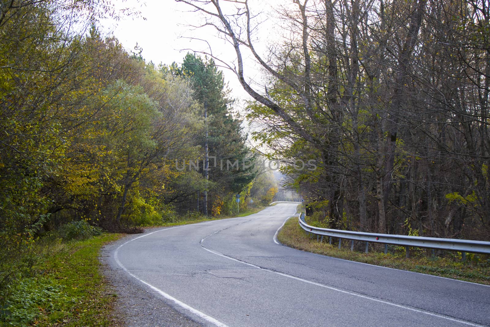 Empty highway and road in Kakheti, Georgia, autumn tree and plants and blue cloudy sky