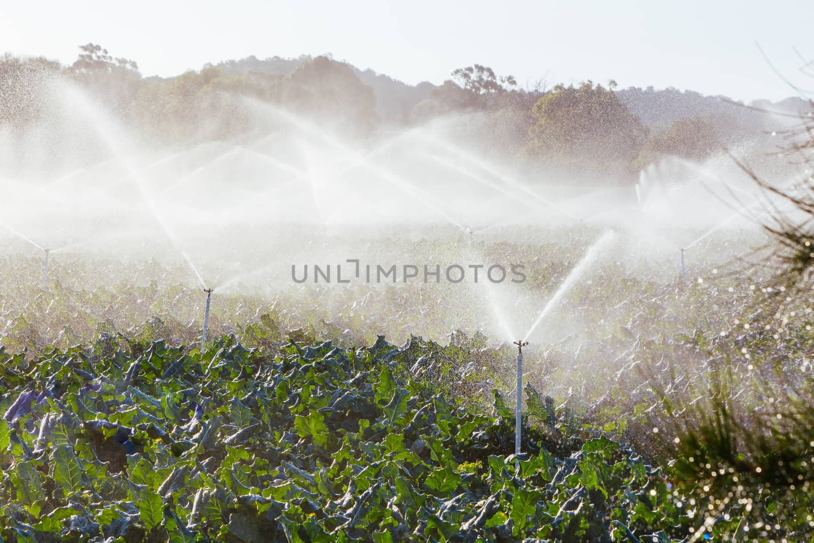 Crop sprayers in action in Mornington Peninsula, Victoria, Australia