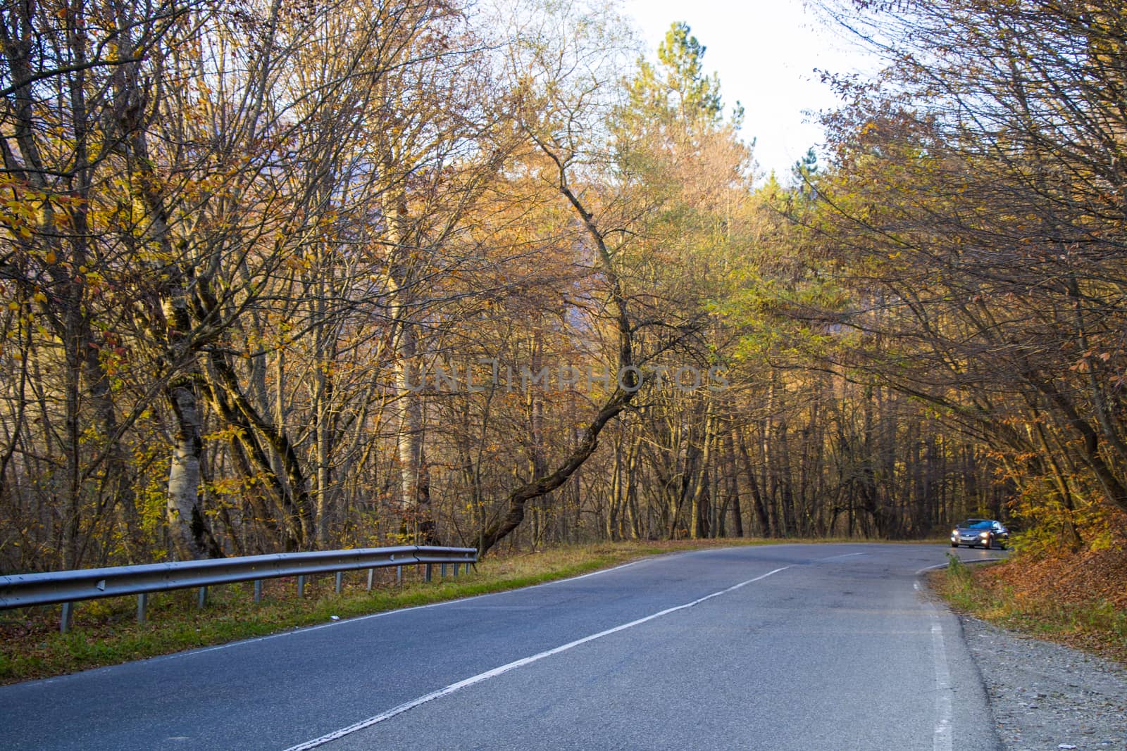 Empty highway and road in Kakheti, Georgia, autumn tree and plants and blue cloudy sky