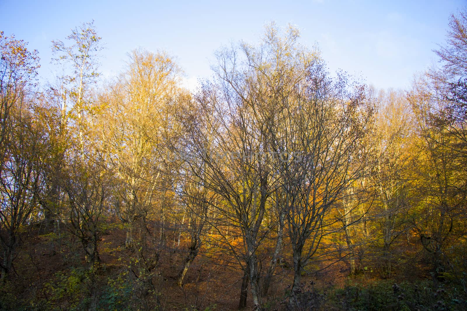 Autumn and fall forest landscape, autumn leaves and trees background in Kakheti, Georgia