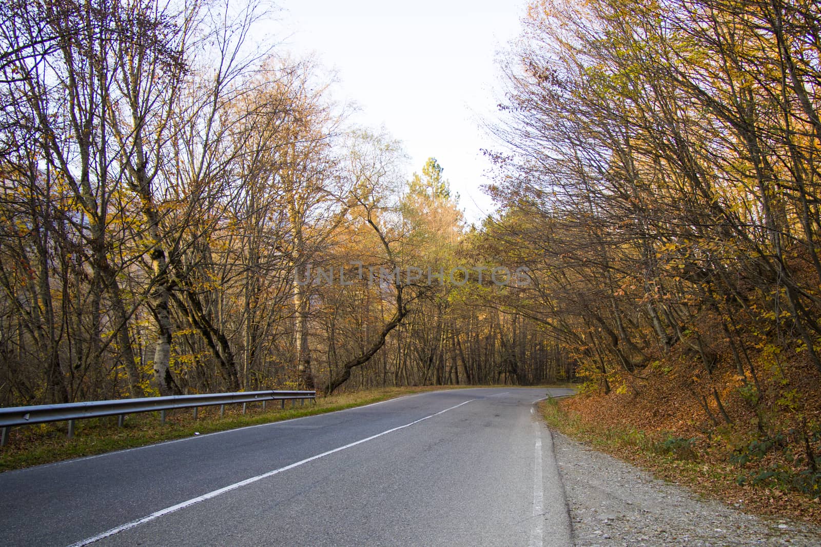 Empty highway and road in Kakheti, Georgia, autumn tree and plants and blue cloudy sky