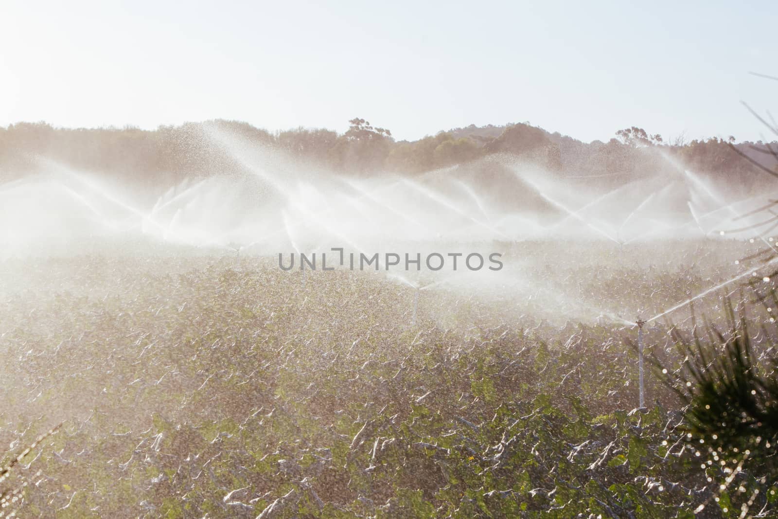 Crop sprayers in action in Mornington Peninsula, Victoria, Australia