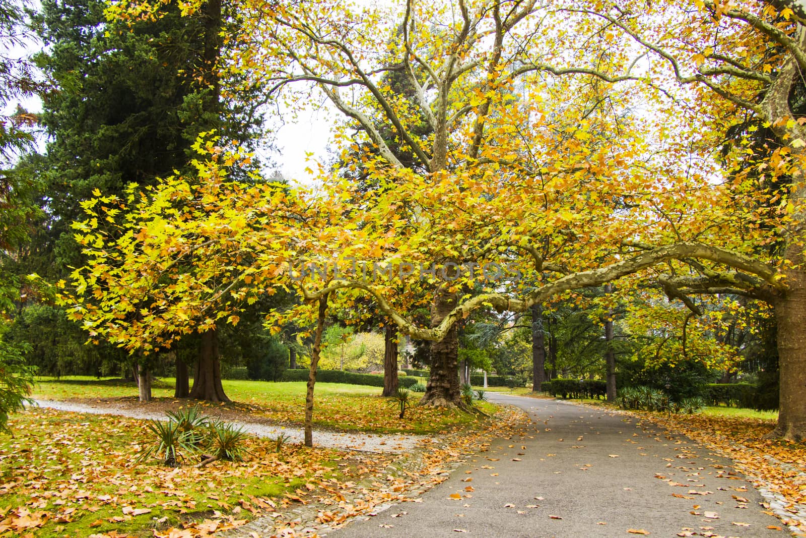 Park and garden in Tsinandali, Georgia. Autumn park landscape.