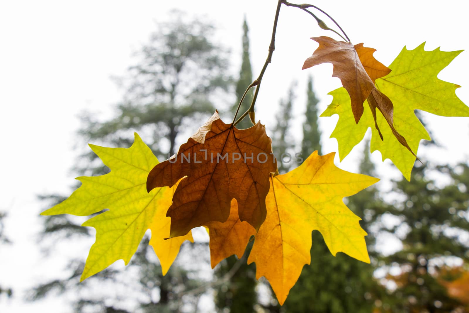 Plane tree autumn and fall leaves background, natural beauty