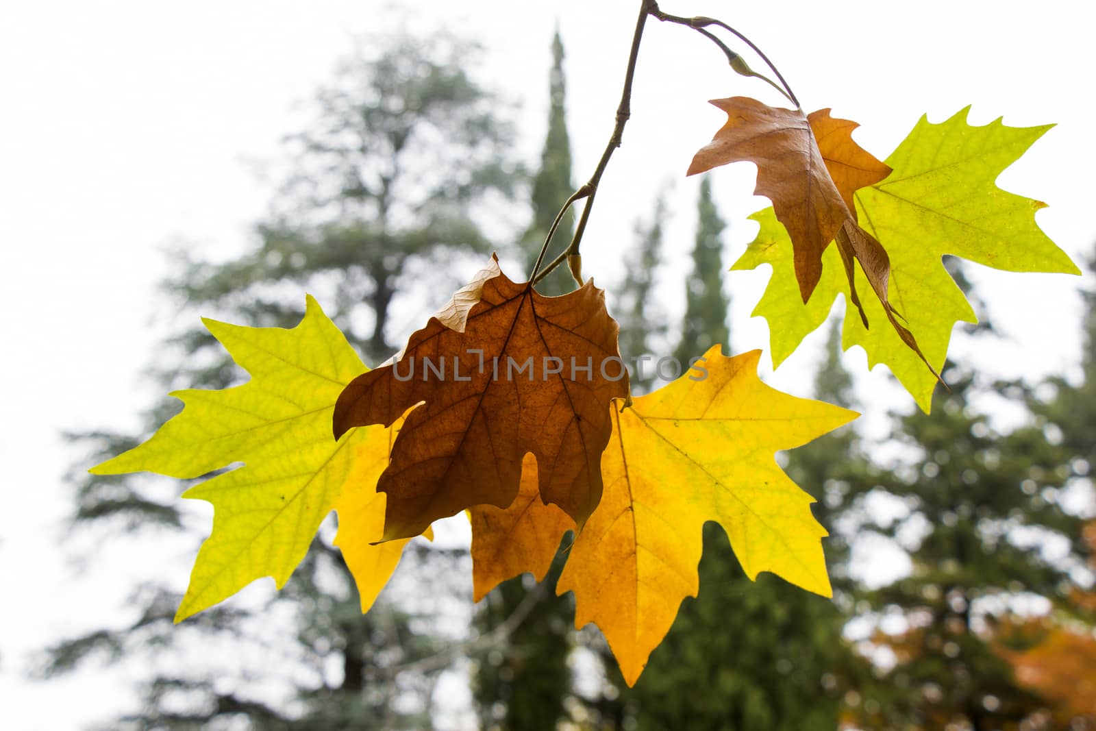 Plane tree autumn and fall leaves background, natural beauty