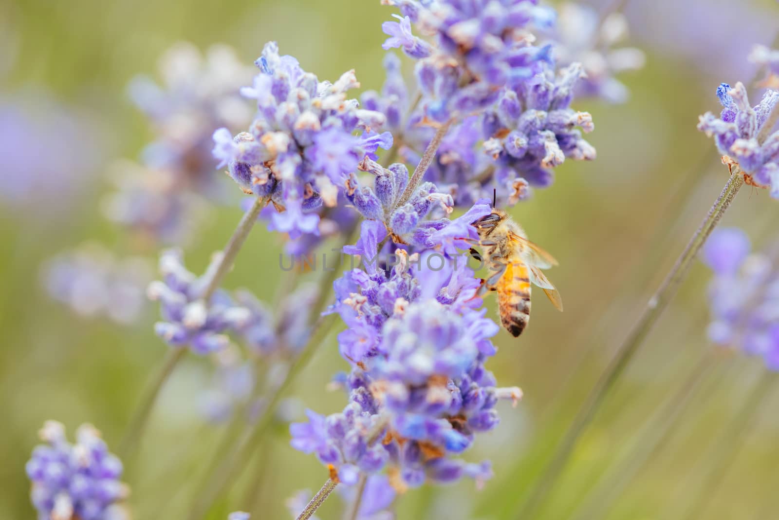 Closeup shot of a bee collecting pollen from lavender on a summer's day in Victoria, Australia