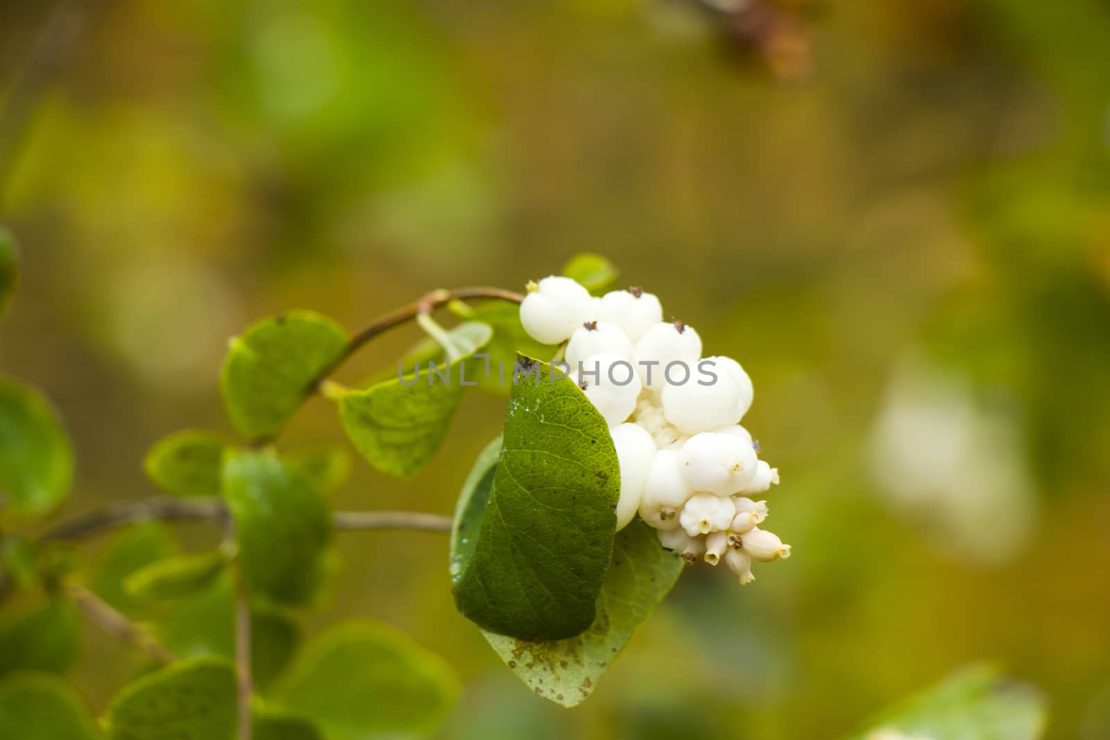 Snowberry plant close-up and macro on the green background, autumn time, nature background
