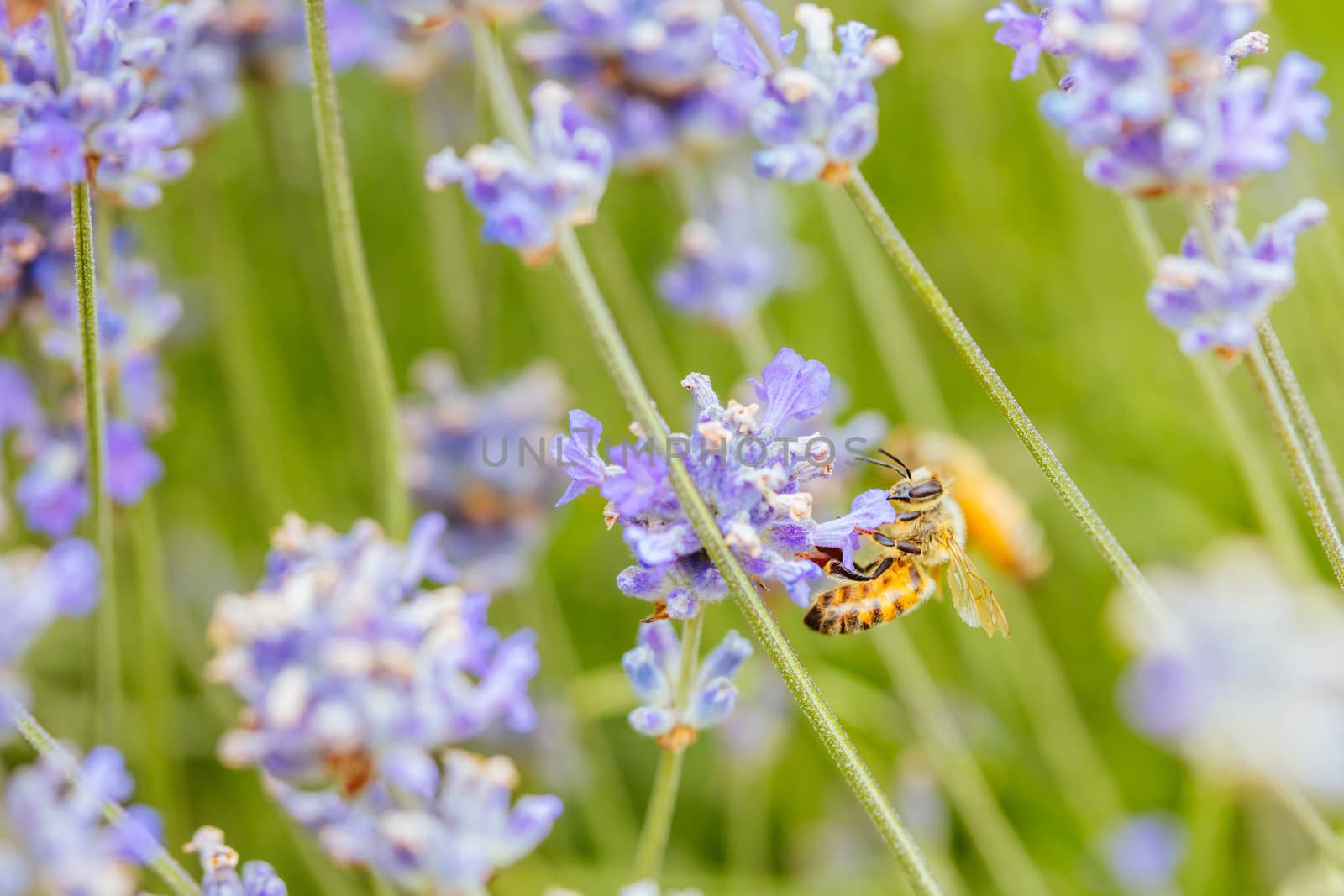 Closeup shot of a bee collecting pollen from lavender on a summer's day in Victoria, Australia