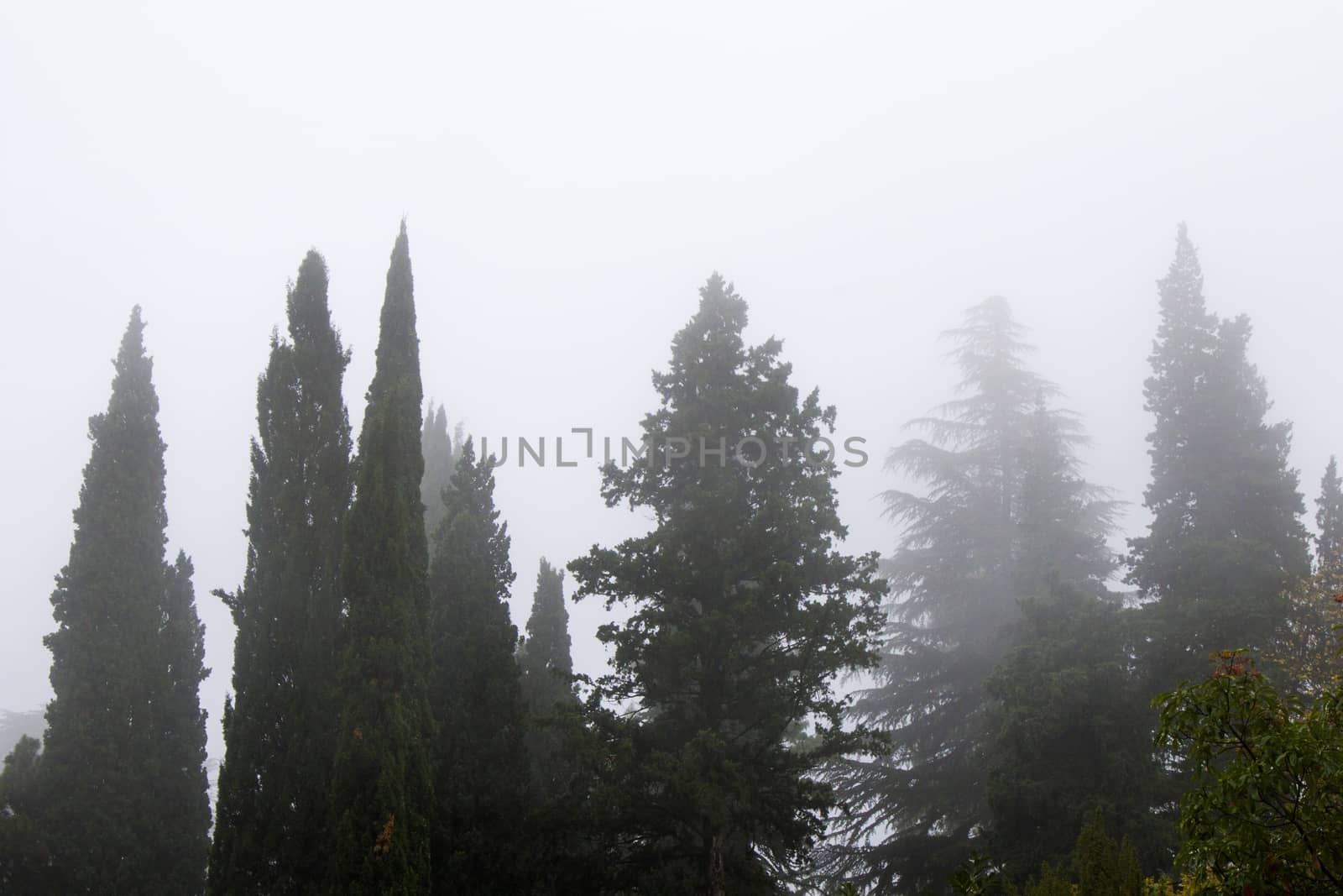 Forest and trees in mist and fog in Georgia