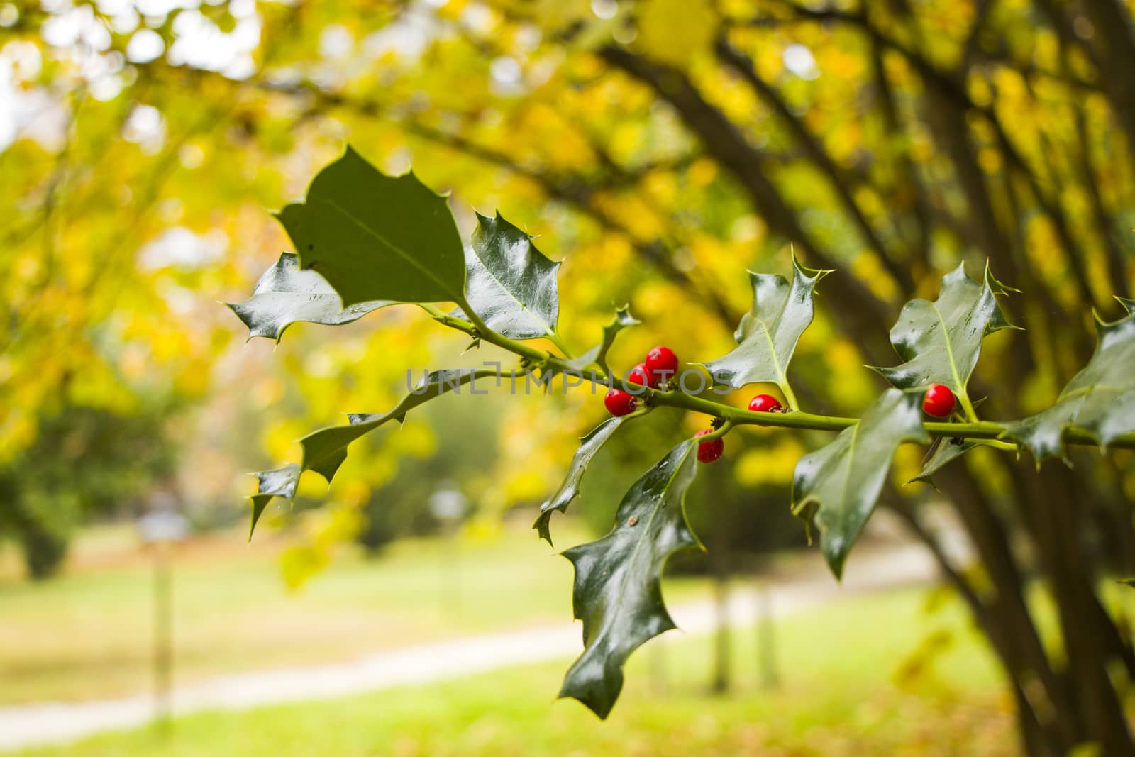 Autumn plant and leaves background, sunlight and bright, colorful wild plant