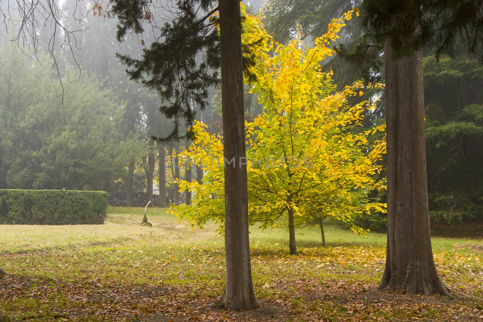 Park and garden in Tsinandali, Georgia. Autumn park landscape.