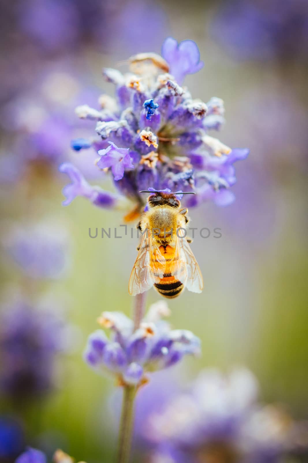 Closeup shot of a bee collecting pollen from lavender on a summer's day in Victoria, Australia