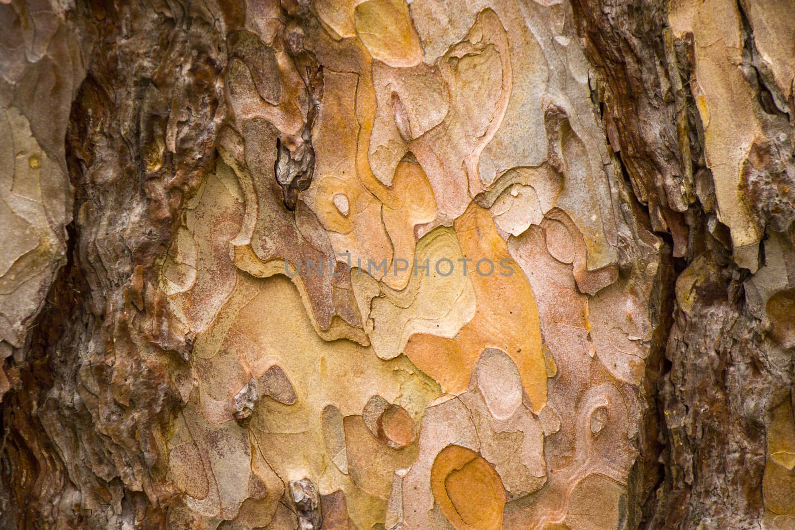 pine tree bark and body background, close-up and macro of wooden material, beautiful tree background