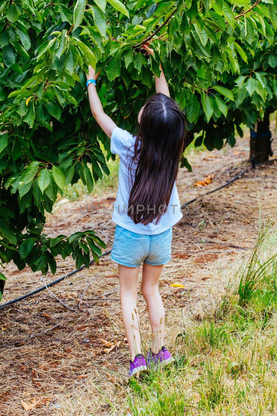 Fresh Cherries on Tree in Australia by FiledIMAGE