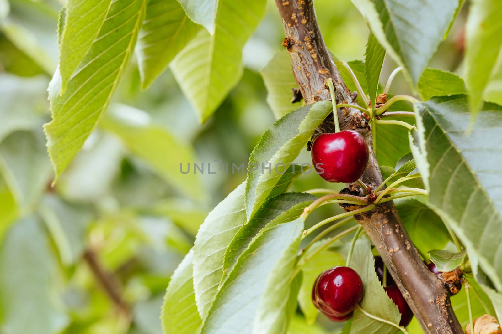 Fresh Cherries on Tree in Australia by FiledIMAGE