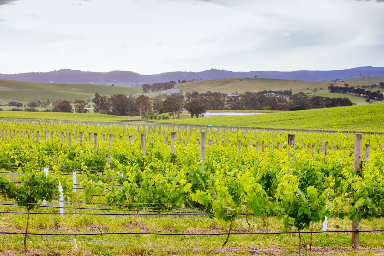The sun sets over the 2021 growing harvest on a warm spring evening in Yarra Valley, Victoria, Australia