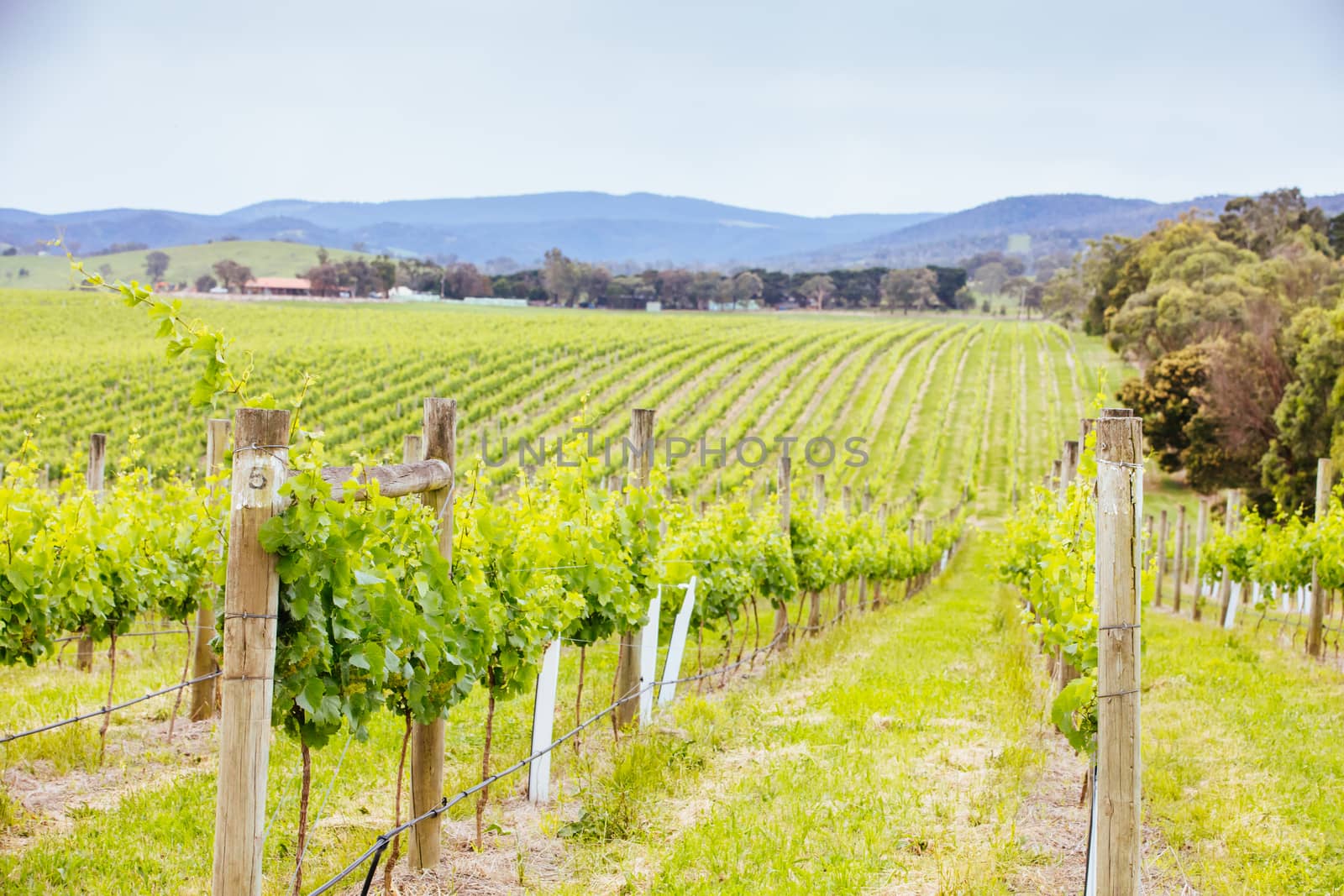 The sun sets over the 2021 growing harvest on a warm spring evening in Yarra Valley, Victoria, Australia