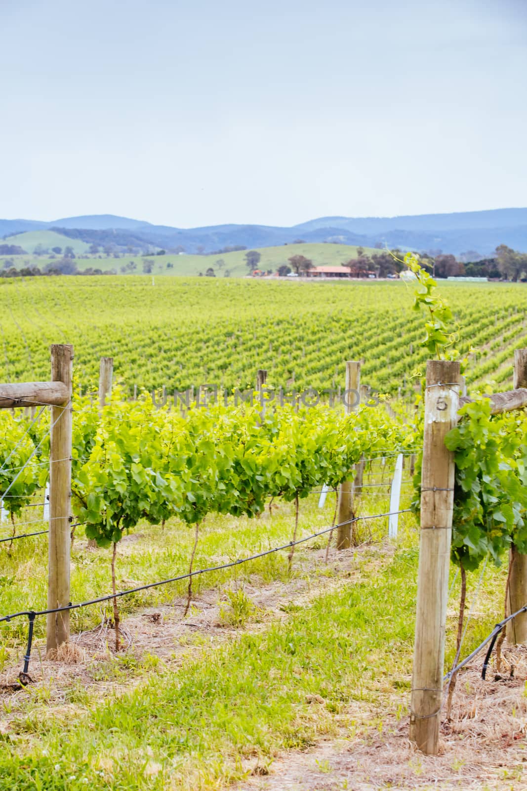 The sun sets over the 2021 growing harvest on a warm spring evening in Yarra Valley, Victoria, Australia