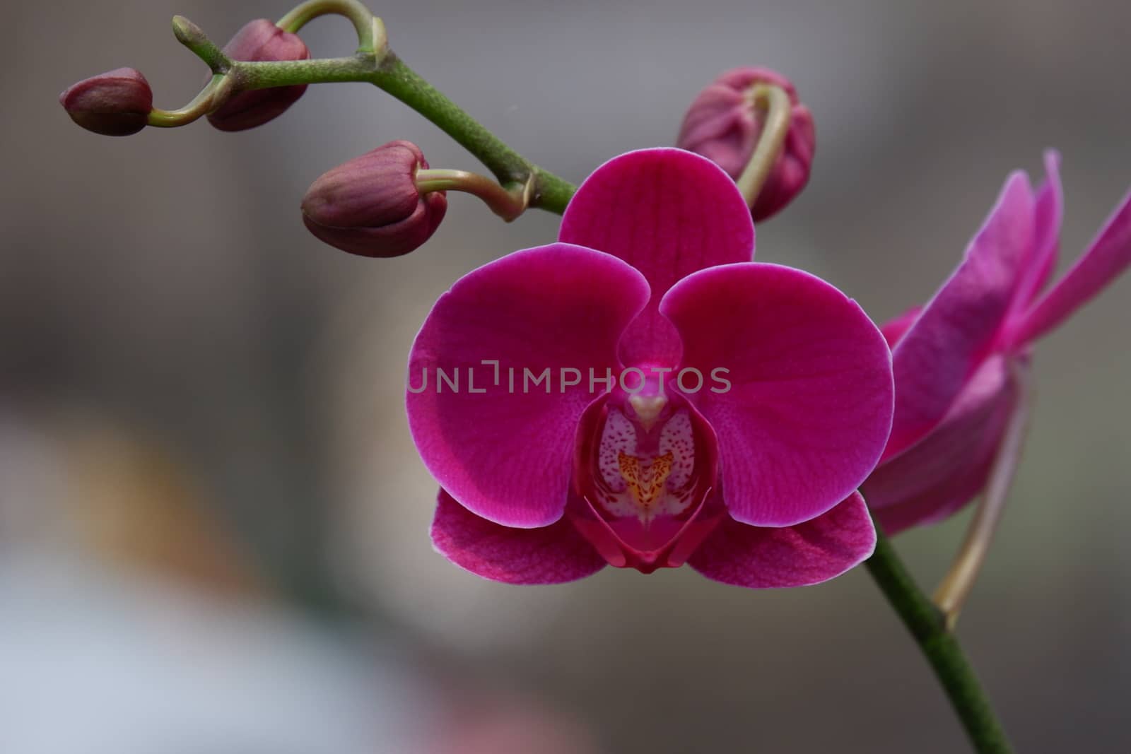 Bunga Anggrek Bulan Ungu , Close up view of beautiful purple phalaenopsis amabilis / moth orchids in full bloom in the garden with yellow pistils isolated on blur background