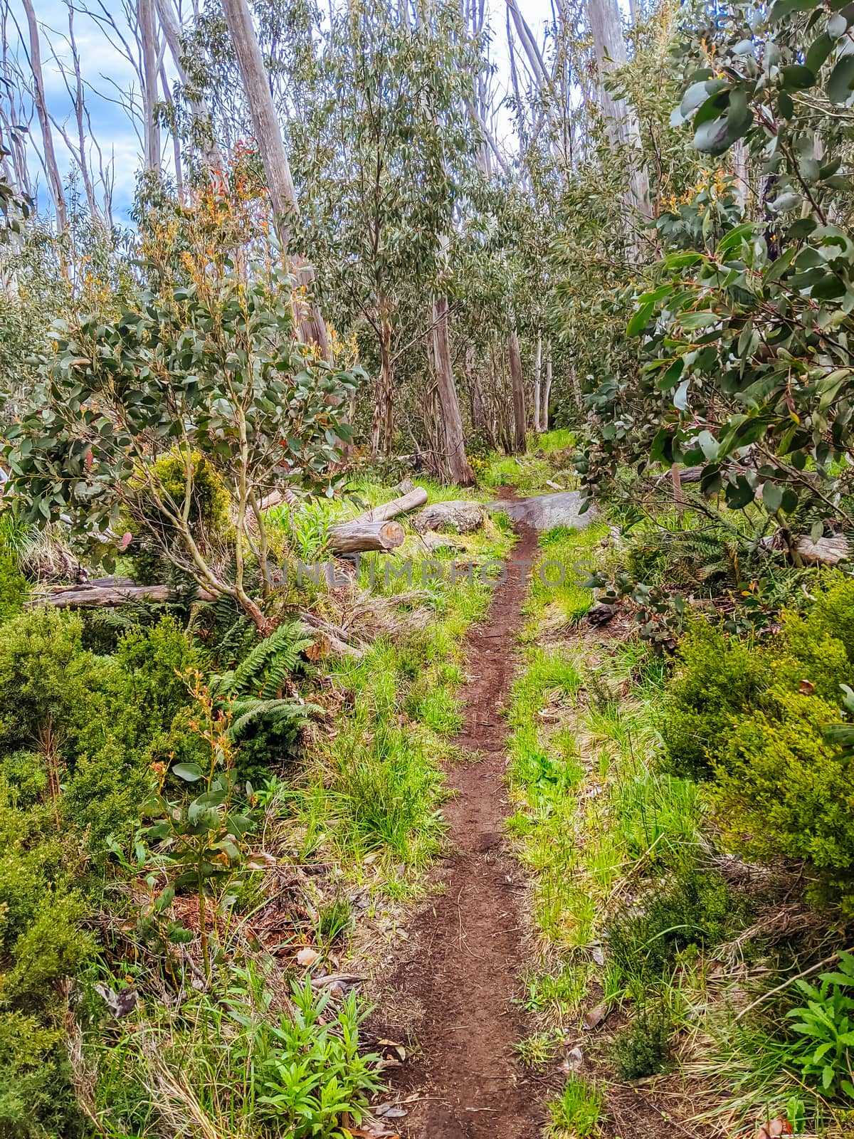 Lake Mountain Bike Park in Australia by FiledIMAGE