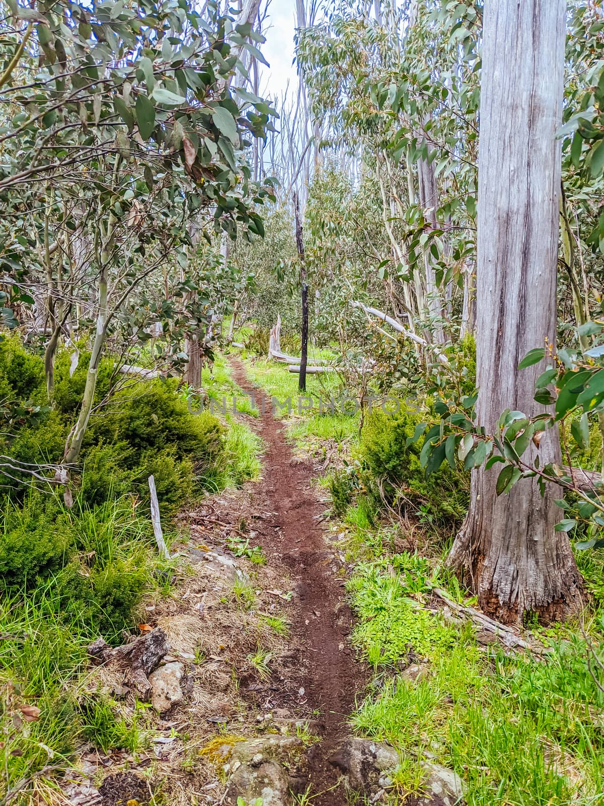 The popular Lake Mountain bike park with Cascades Trail near Marysville in Victoria, Australia