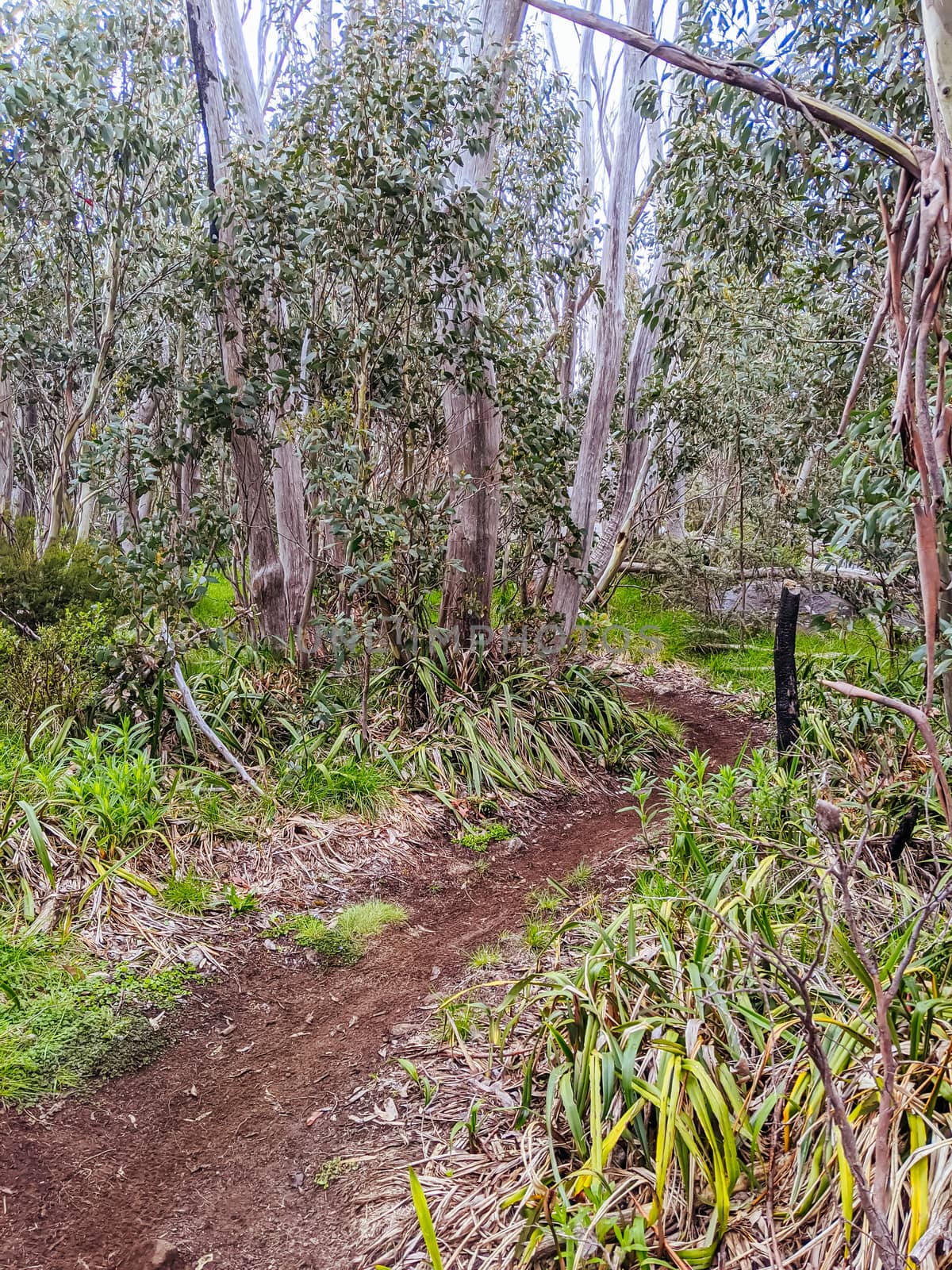 The popular Lake Mountain bike park with Cascades Trail near Marysville in Victoria, Australia