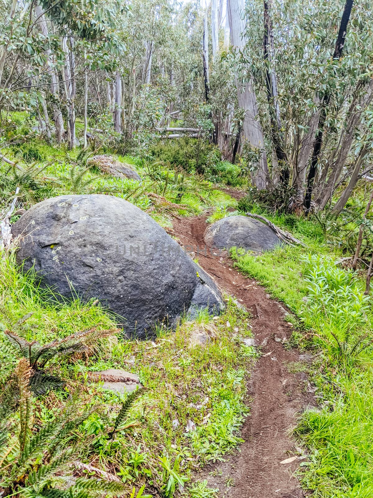 The popular Lake Mountain bike park with Cascades Trail near Marysville in Victoria, Australia