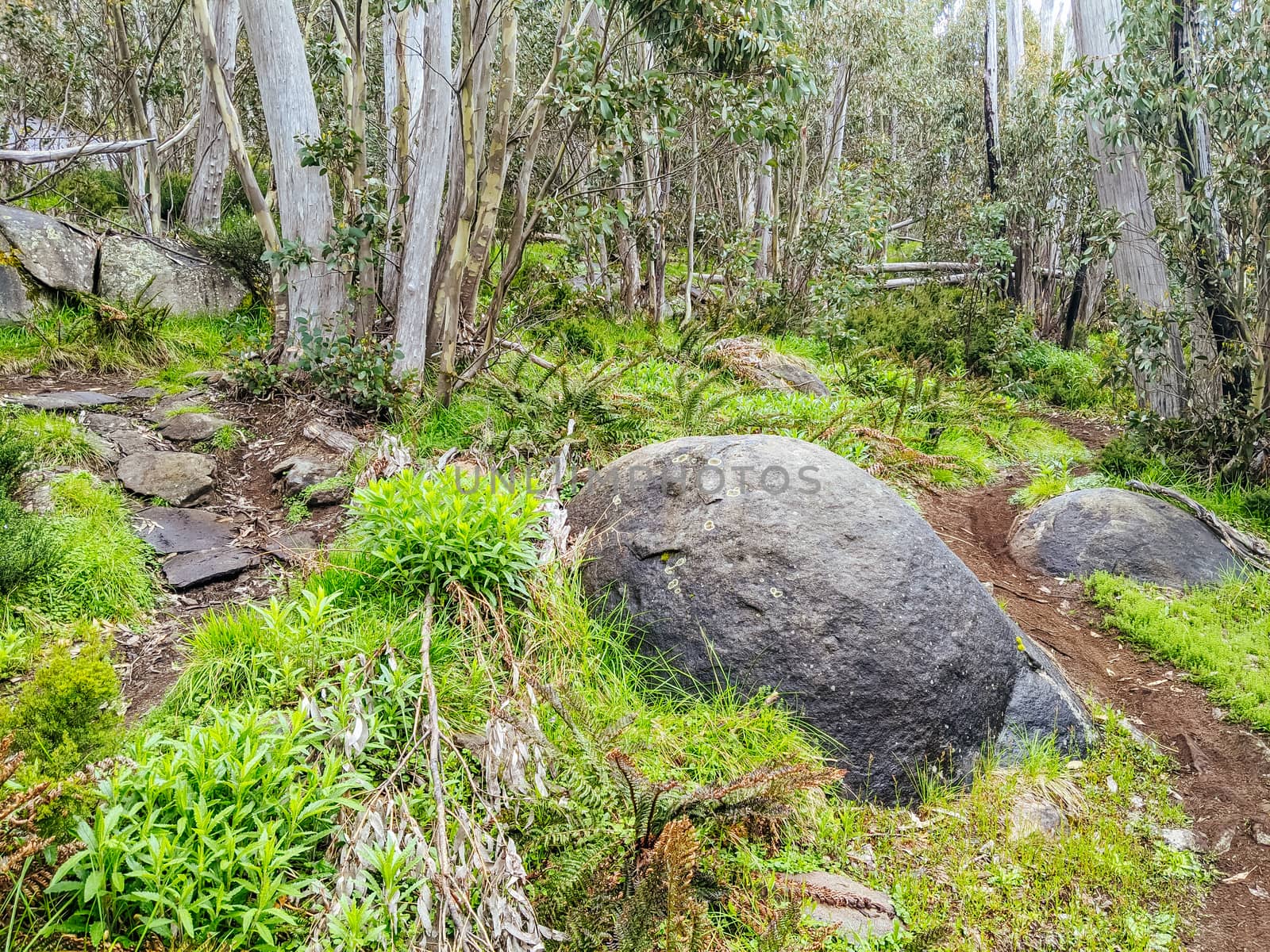 The popular Lake Mountain bike park with Cascades Trail near Marysville in Victoria, Australia