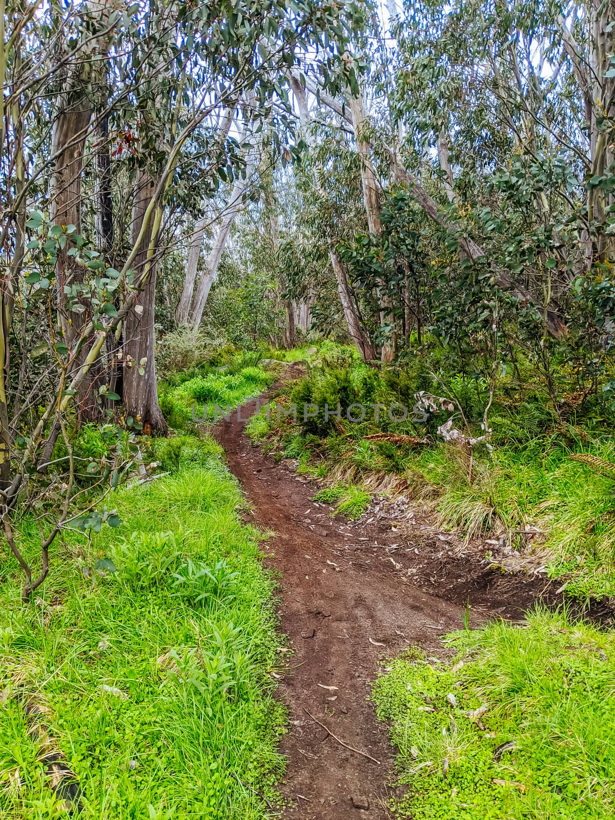 The popular Lake Mountain bike park with Cascades Trail near Marysville in Victoria, Australia