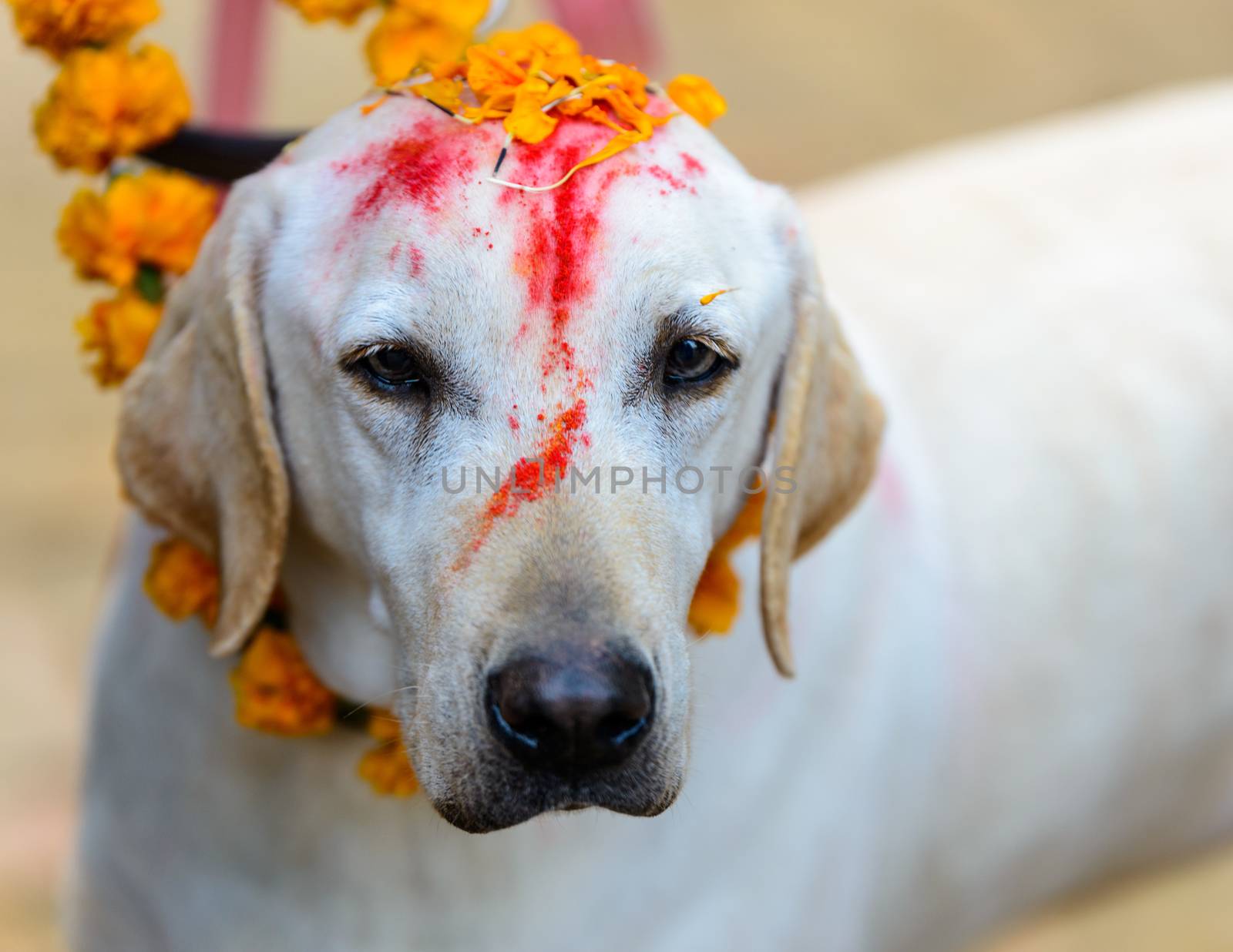 Dog festival Kukur Tihar in Kathmandu, Nepal by dutourdumonde