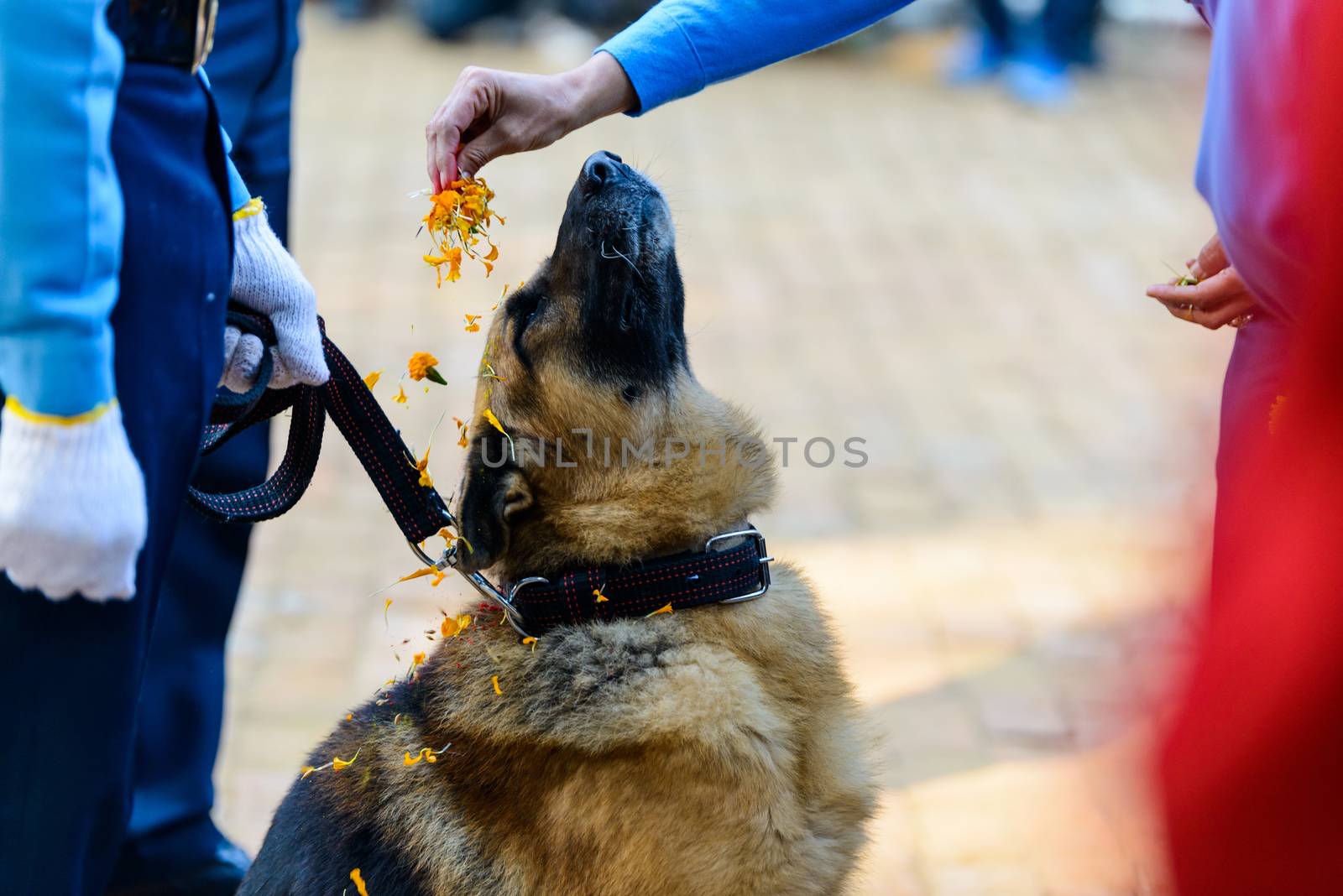 Celebrating Kukur Tihar festival in Kathmandu, Nepal. Putting marigold petals on German shepherd head.