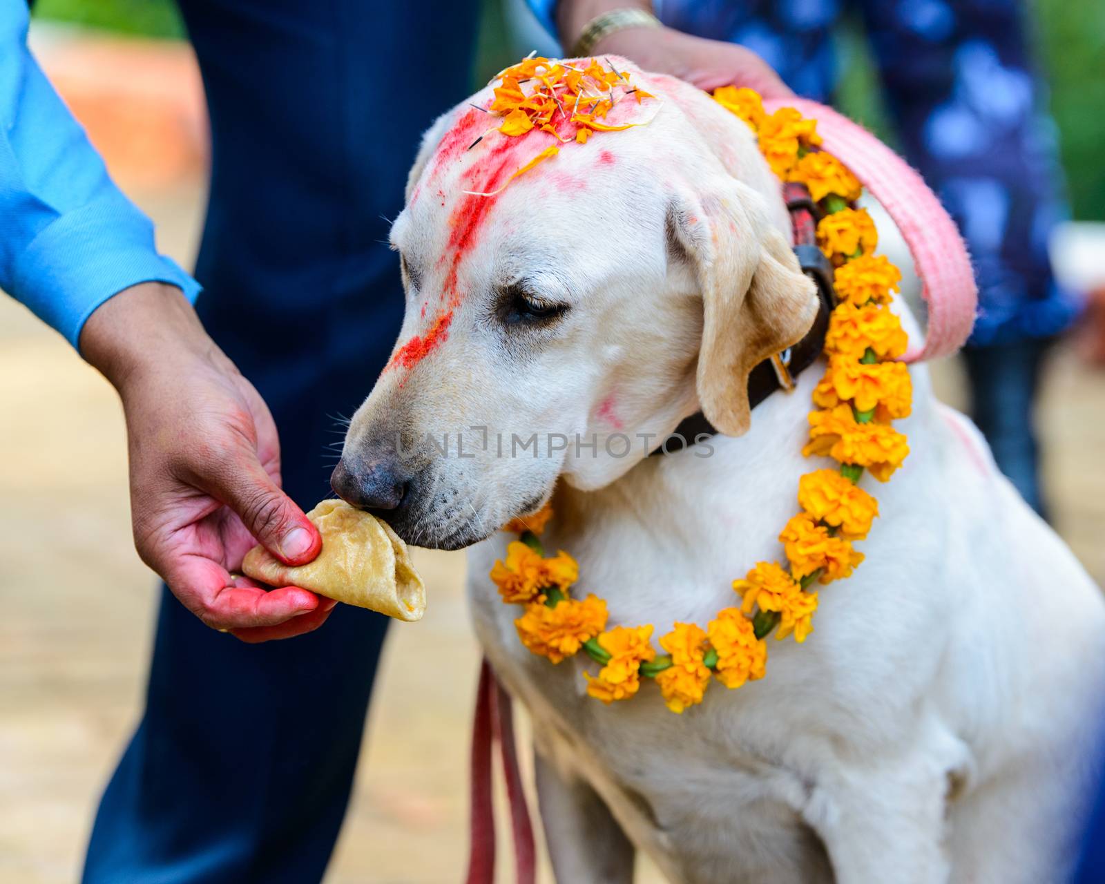 Celebrating Kukur Tihar festival in Kathmandu, Nepal. Labrador with red tika and marigold garland is being given a puri.