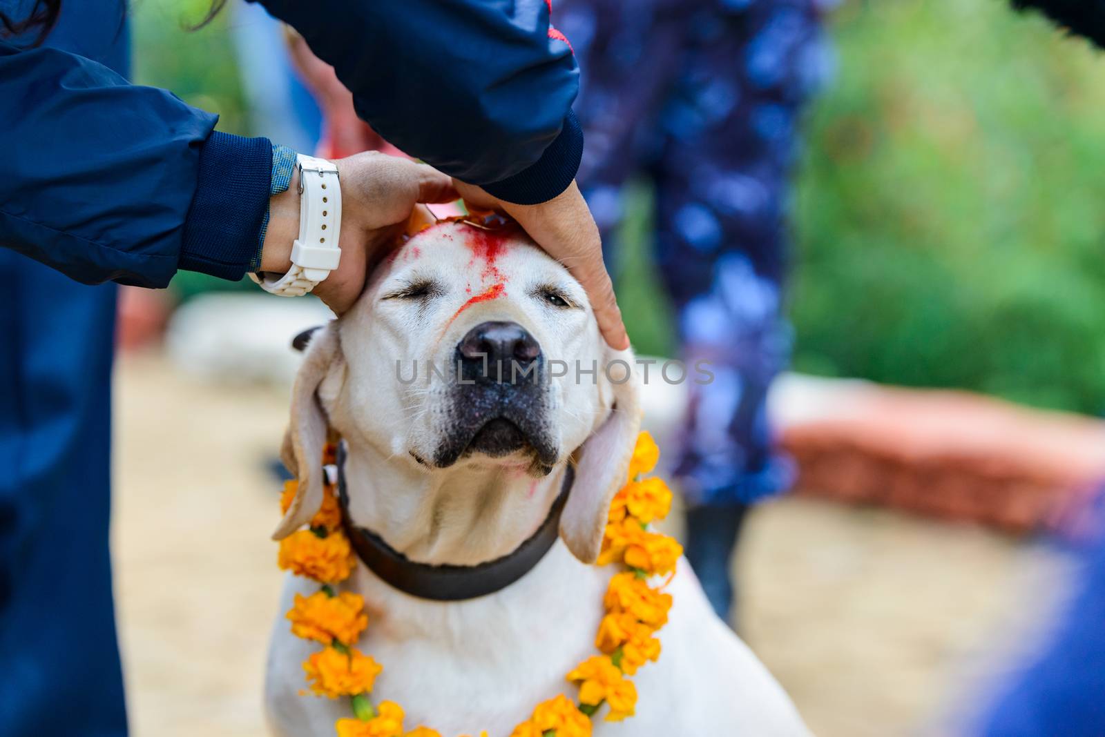 Celebrating Kukur Tihar festival in Kathmandu, Nepal. Labrador with red tika and marigold garland.