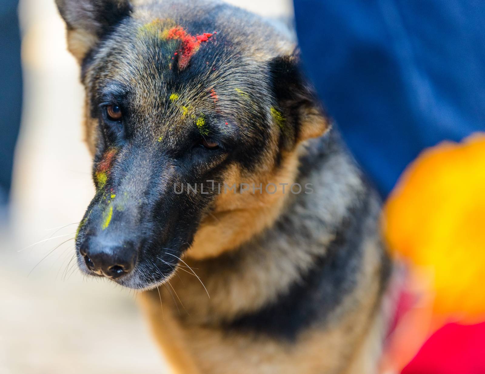 Dog festival Kukur Tihar in Kathmandu, Nepal by dutourdumonde