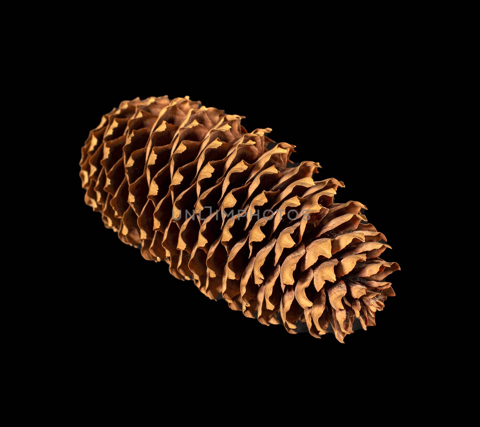 brown pine cone isolated on black background by 977_ReX_977