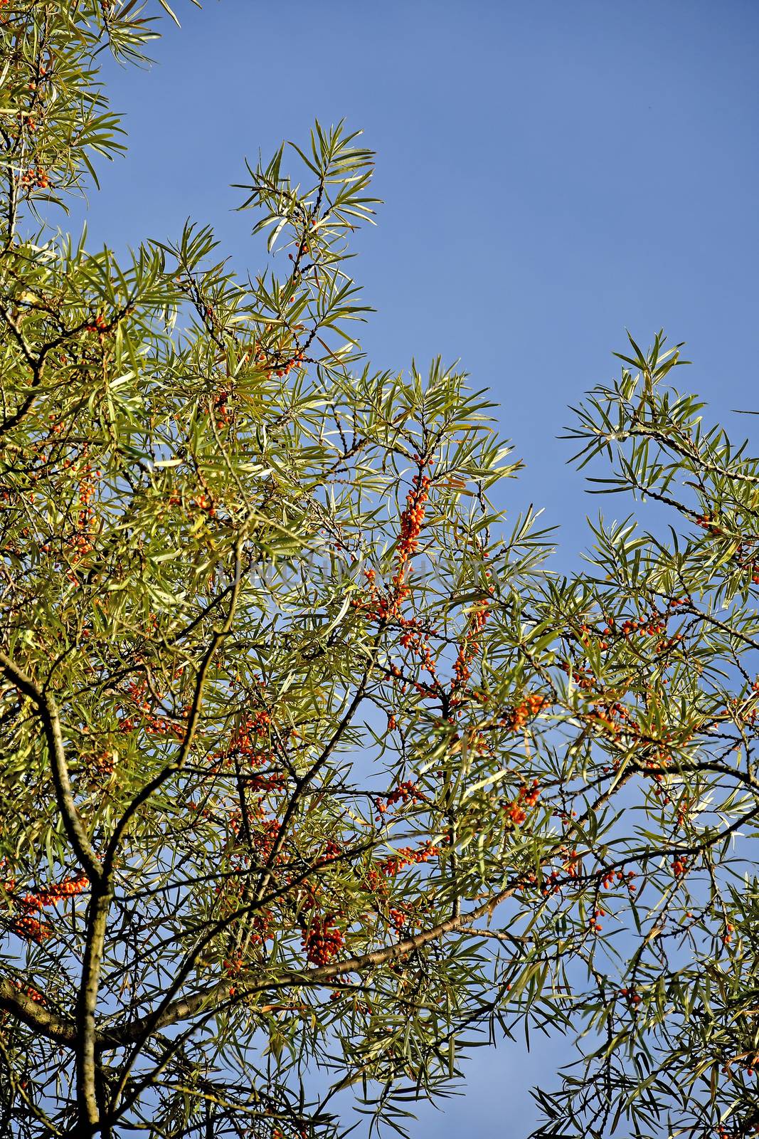 common sea buckthorn fruits in autumn in Germany