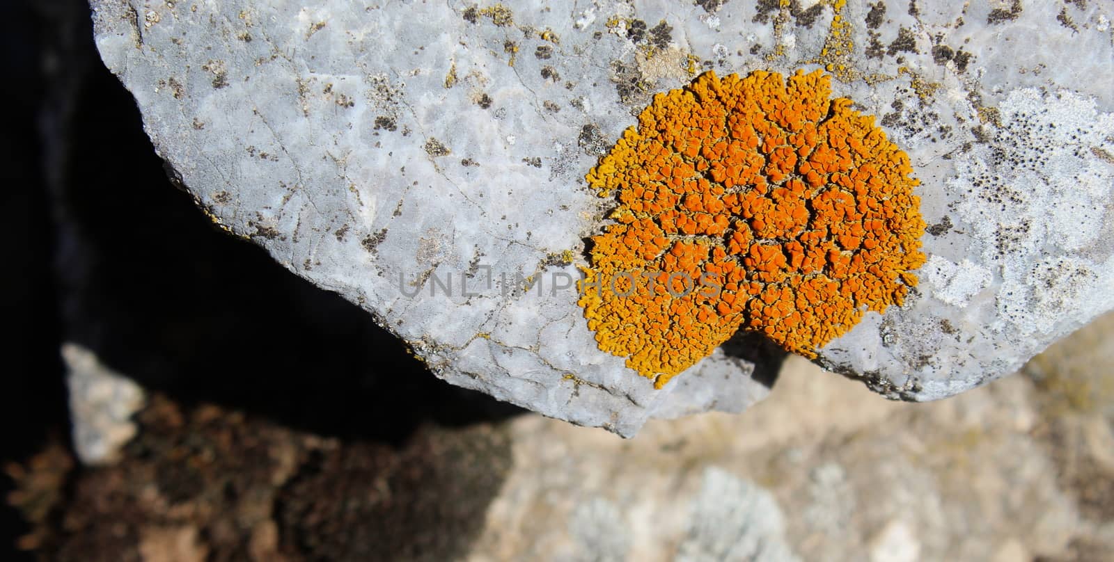 Orange spots (lichens) on a rock in the mountains. by mahirrov