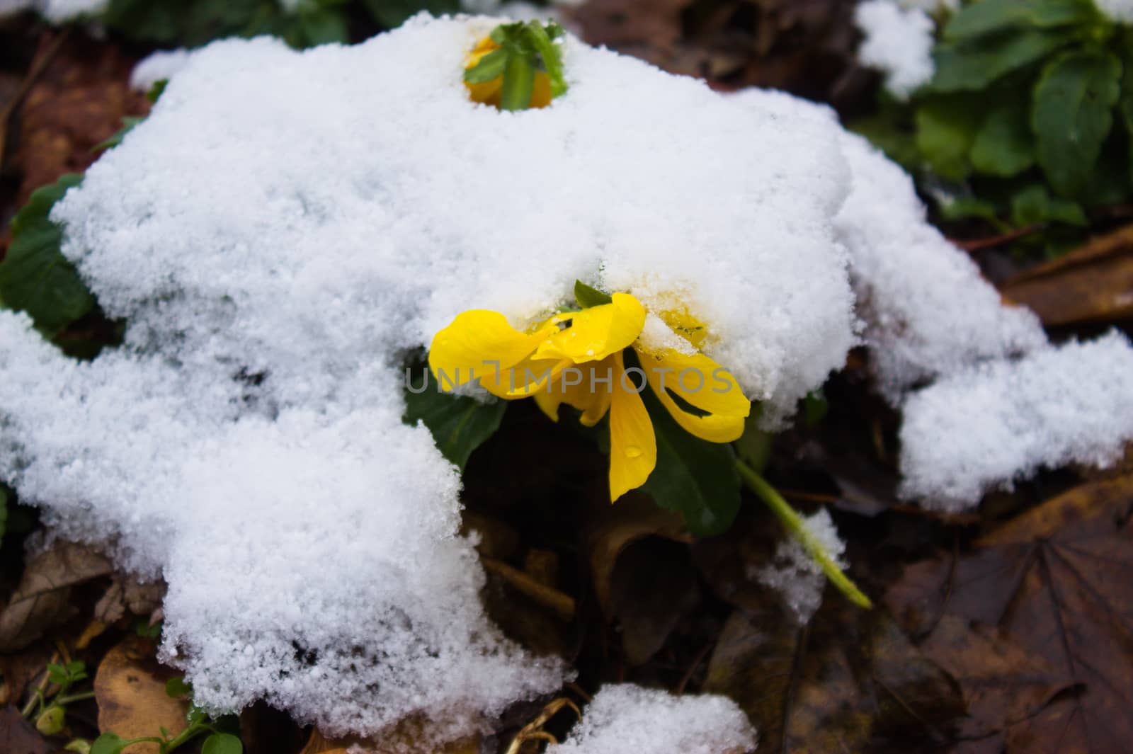 Close up of flowers under the snow
