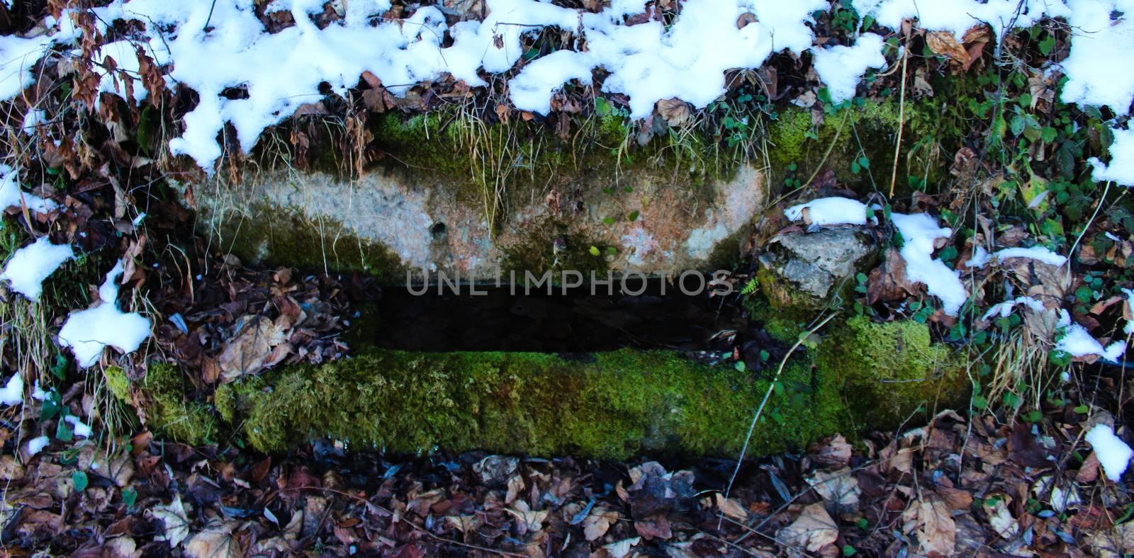 Watering can for cattle. A stone trough where there is water that is overgrown with moss. It is winter and there is snow all around.