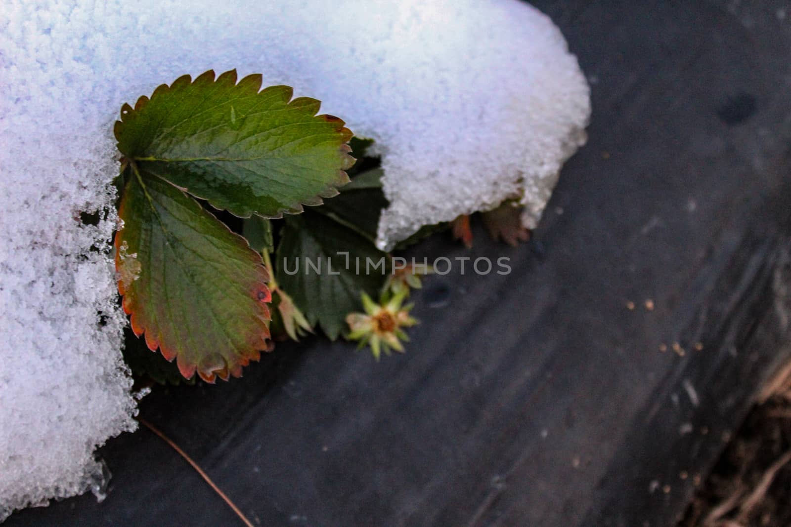 A strawberry plant with a leaves and a flower under the snow. Snow on strawberries. by mahirrov