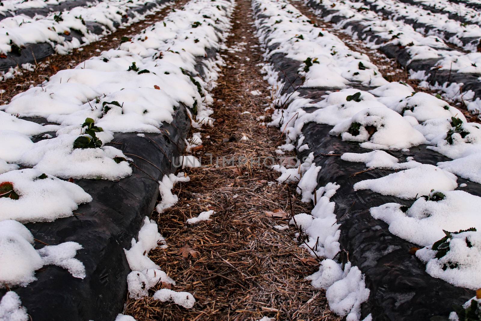 Snow fell on strawberry plants. Snow on the rows of strawberries covered with plastic black foil and between the inter-row space covered with straw. Zavidovici, Bosnia and Herzegovina.