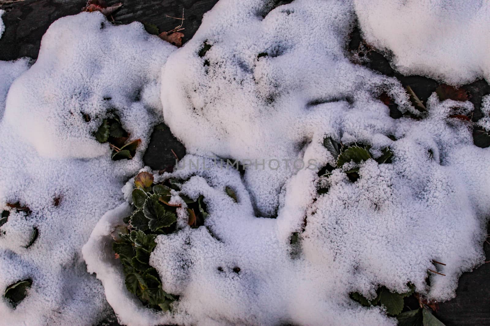 Snow fell on strawberry plants. A snow-covered strawberry plant, some strawberry leaves protruding above the snow in rows. Zavidovici, Bosnia and Herzegovina.